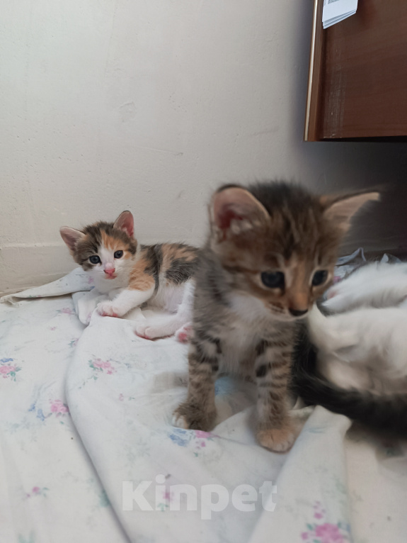 Кошки в Саратове: Котята бесплатно в добрые руки Разнополые, Бесплатно - фото 4