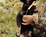 Собаки в Рыбном: Щенок в добрые руки Девочка, Бесплатно - фото 1