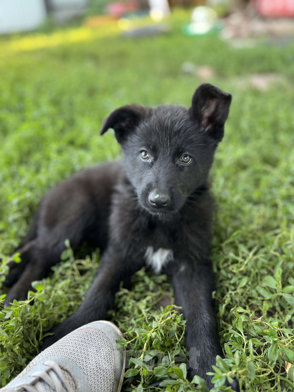Собаки в Давлеканово: Немецкая овчарка черная девочка  Девочка, 11 000 руб. - фото 2
