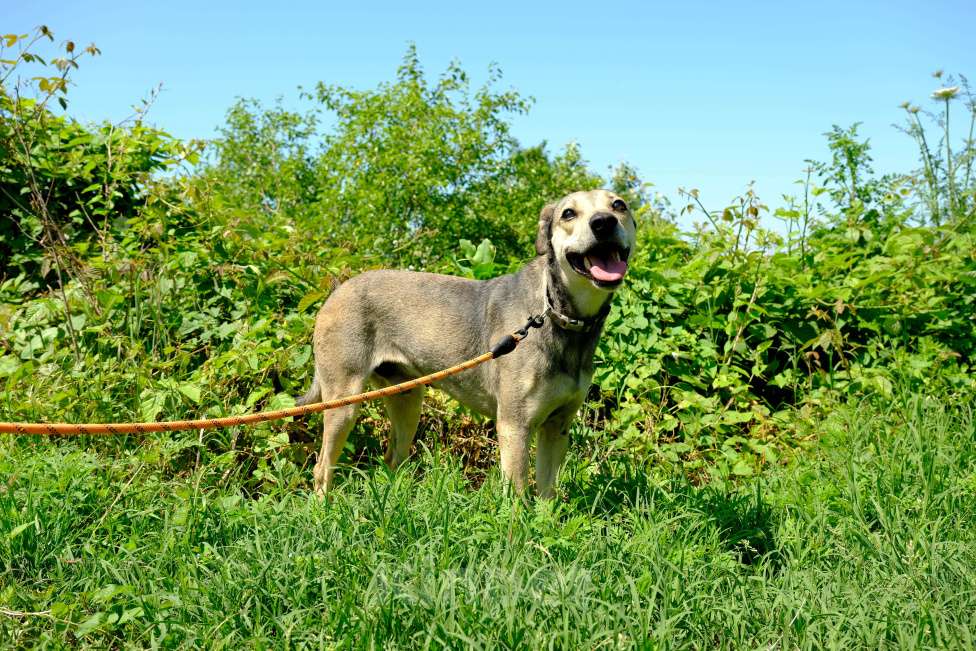 Собаки в других городах Краснодарского края: Добрый кроткий пес чипирован кастрирован в дар с доставкой Мальчик, Бесплатно - фото 9