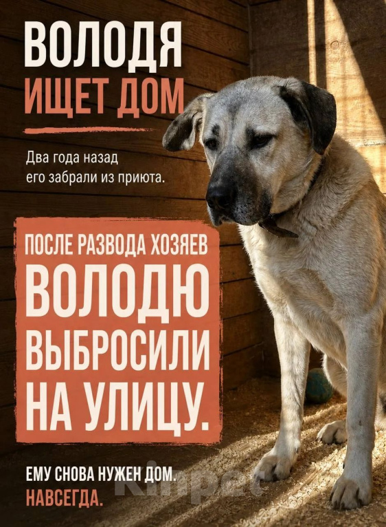 Собаки в Владимире: Метис лабрадора мальчик Мальчик, Бесплатно - фото 2