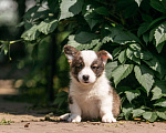 Собаки в Москве: Корги щенок Мальчик, 40 000 руб. - фото 3