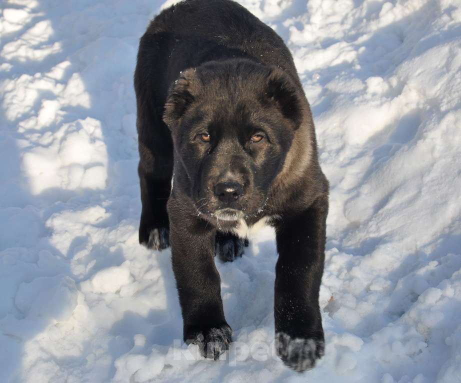 Собаки в Новосибирске: Щенок алабая девочка Девочка, Бесплатно - фото 1