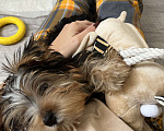 Собаки в Раменском: Малыш йорк Мальчик, 20 000 руб. - фото 6