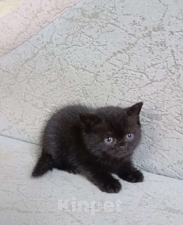 Кошки в Санкт-Петербурге: Черные британские девочки красотки Девочка, 50 000 руб. - фото 2