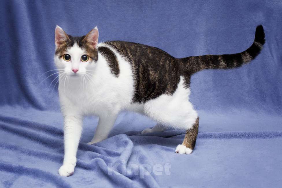 Кошки в Москве: Кот в добрые руки Мальчик, Бесплатно - фото 3