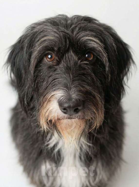 Собаки в Москве: Красотка Люси. Небольшая бородатая собачка в дар Девочка, Бесплатно - фото 2