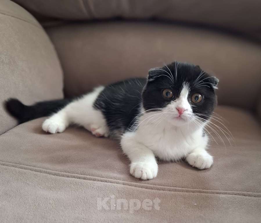 Кошки в Ярославле: Шотландская вислоухая короткошёрстная девочка  Девочка, 25 000 руб. - фото 6