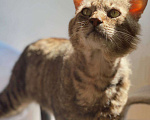 Кошки в Москве: Одинокий котик Тристан ищет семью Мальчик, Бесплатно - фото 1