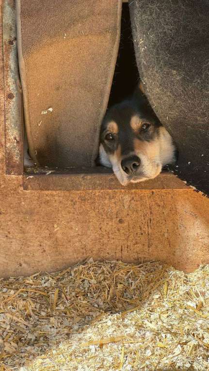 Собаки в Москве: Френки-пес над которым издевались Мальчик, Бесплатно - фото 8