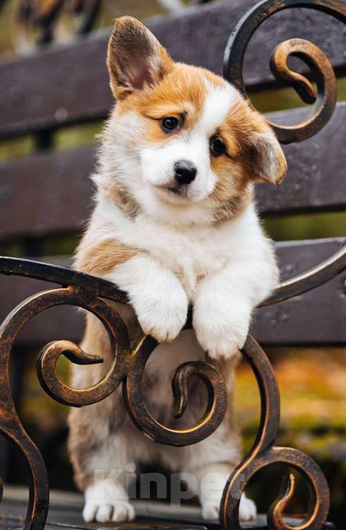 Собаки в Кингисеппе: Красотка Девочка, 70 000 руб. - фото 1