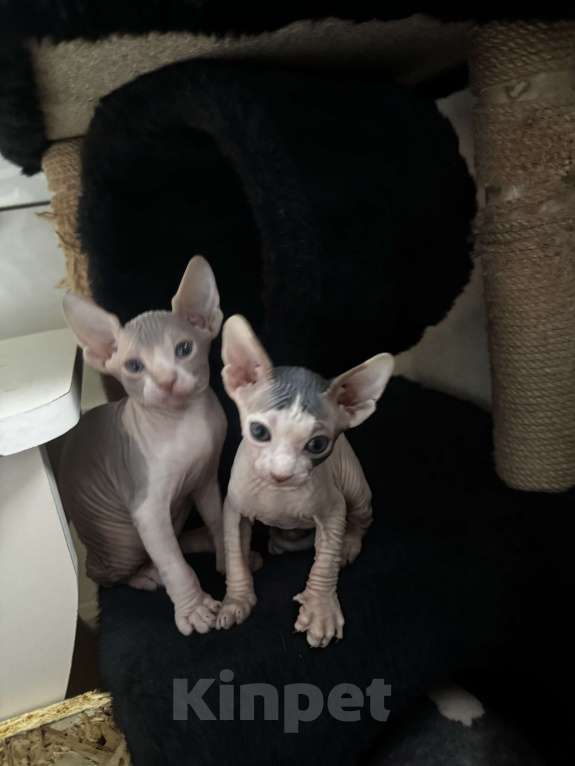 Кошки в Новосибирске: Продам канадского сфинкса мальчик Мальчик, 11 000 руб. - фото 4