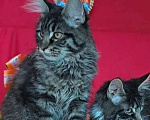 Кошки в Москве: Детки Мейн кун Девочка, 45 000 руб. - фото 2