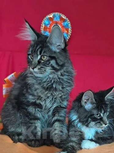 Кошки в Москве: Детки Мейн кун Девочка, 45 000 руб. - фото 2