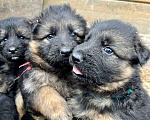 Собаки в Йошкаре-Оле: Чистокровные щенки немецкой длинношерстной овчарки. Мальчик, 12 000 руб. - фото 3