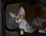 Кошки в Ливны: Котята Девон Рекс элитные, 20 000 руб. - фото 10