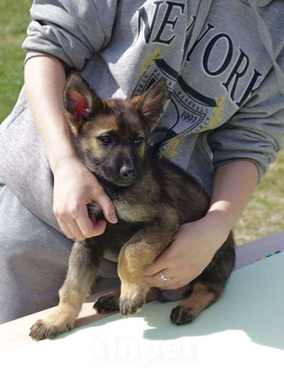 Собаки в Краснодаре: Продаются потрясающие щенки немецкой овчарки   Мальчик, 60 000 руб. - фото 6