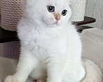 Кошки в Калуге: Raffaella SFS 71 ny 1233 Девочка, 65 000 руб. - фото 2
