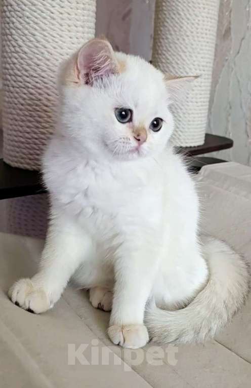 Кошки в Калуге: Raffaella SFS 71 ny 1233 Девочка, 65 000 руб. - фото 2