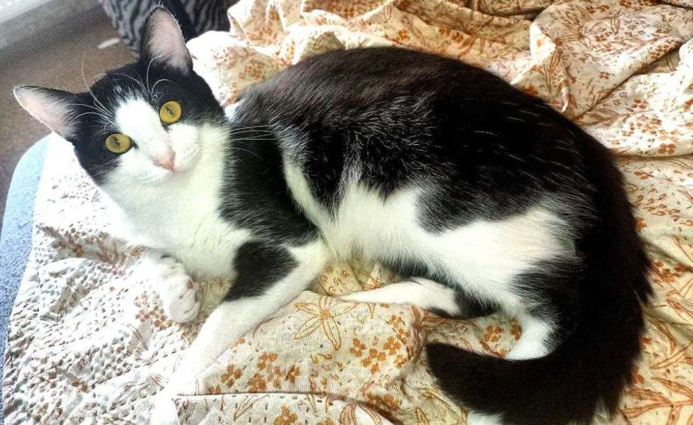 Кошки в Екатеринбурге: Потерян кот Мальчик, 1 000 руб. - фото 2