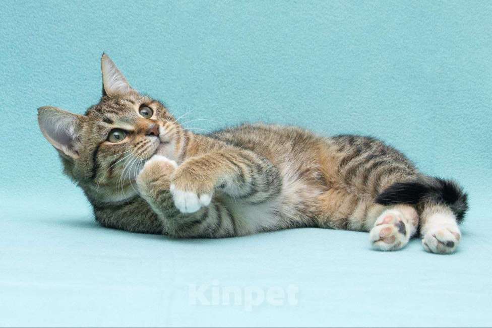 Кошки в Москве: Котенок Кекс Мальчик, Бесплатно - фото 6