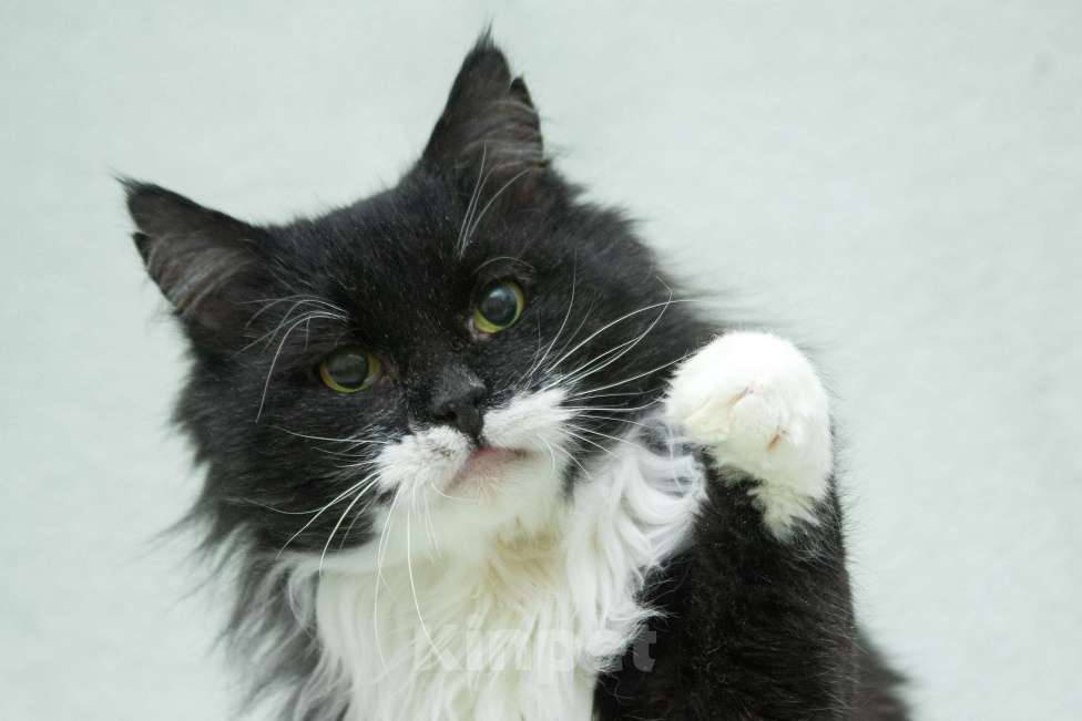 Кошки в Москве: И днем и ночью кот учёный… Мудрый кот в дар Мальчик, 1 руб. - фото 3