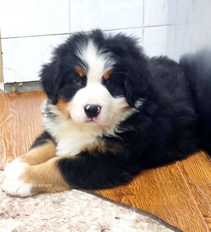 Собаки в Москве: Щенок Бернского Зенненхунда Мальчик, Бесплатно - фото 3