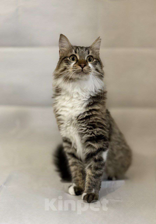 Кошки в Москве: Кемер из курортного Кемера ищет семью Мальчик, Бесплатно - фото 6