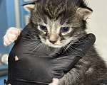 Кошки в Санкт-Петербурге: Котята-котики под бронь!! Мальчик, Бесплатно - фото 6