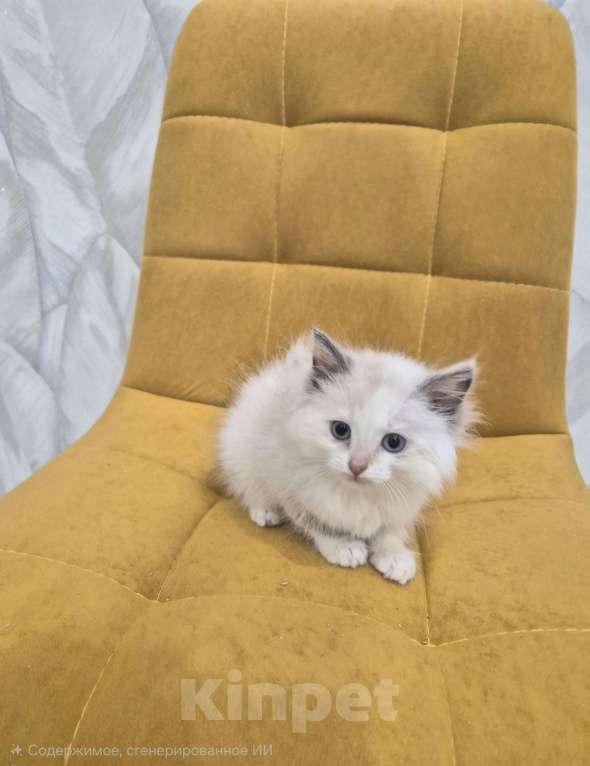 Кошки в Москве: Девочка Рэгдолл Девочка, 47 000 руб. - фото 6