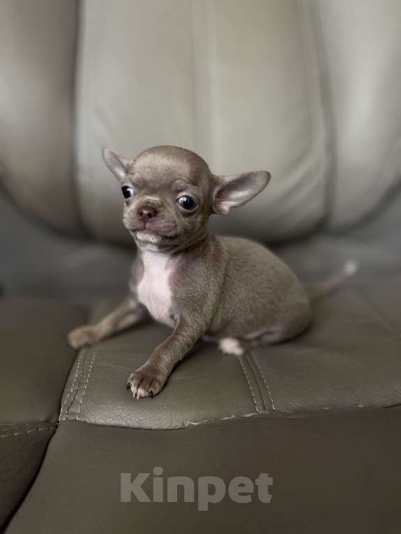 Собаки в Люберцах: Чихуахуа щенок Мальчик, 67 000 руб. - фото 6