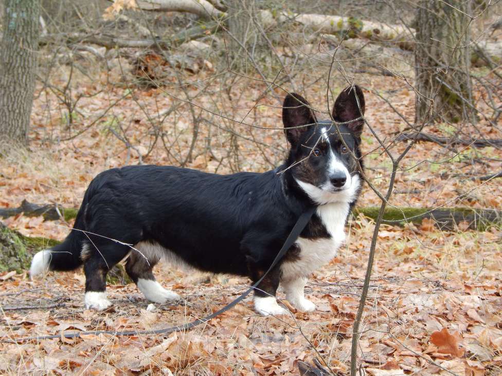 Собаки в Саратове: Мощная красотка кардиган триколор Девочка, 33 000 руб. - фото 2