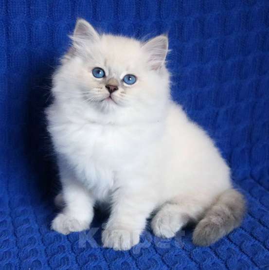 Кошки в Москве: Очаровательный котик Устин Мальчик, 60 000 руб. - фото 2