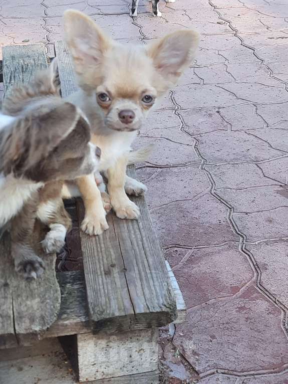 Собаки в Москве: Мальчик лилового окраса Мальчик, 20 000 руб. - фото 2