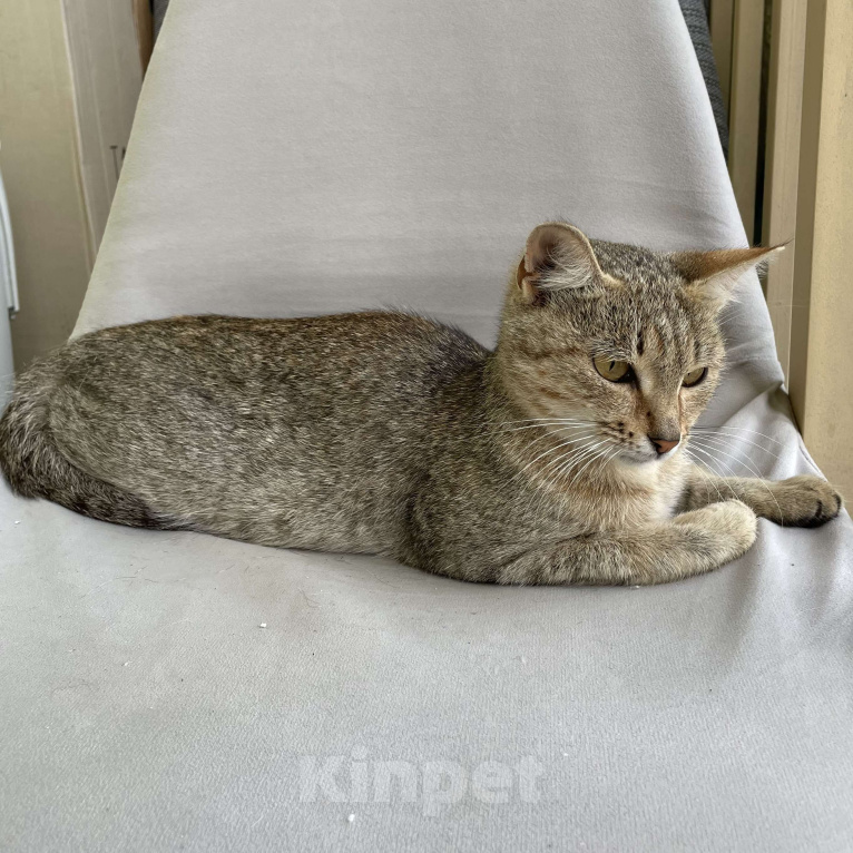 Кошки в Казани: Спокойная девочка-котёнок 6-11 месяцев ищет хозяев г. Казань 🐈 Девочка, Бесплатно - фото 2