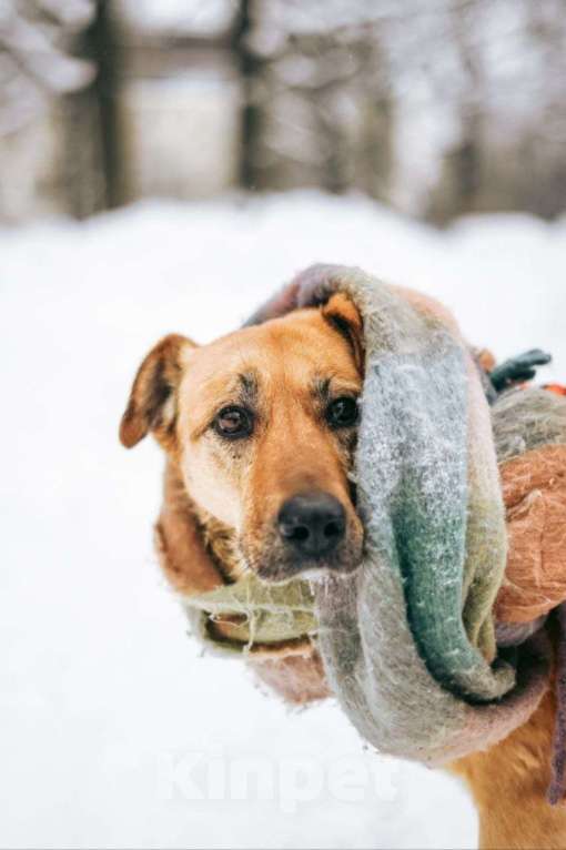 Собаки в Москве: Чудесная Лесси ищет дом Девочка, Бесплатно - фото 1