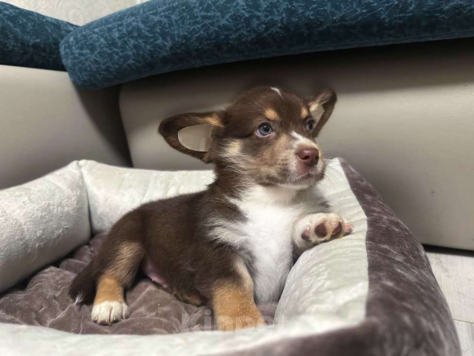 Собаки в других городах Московской области: Мальчишка брауни Мальчик, 35 000 руб. - фото 2