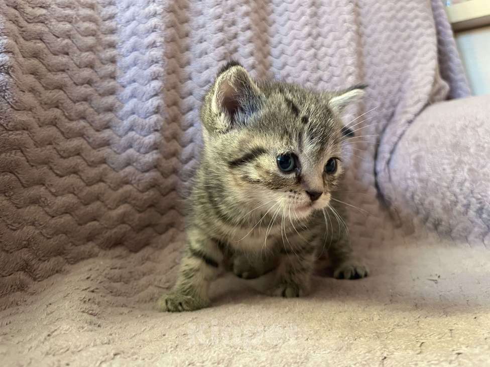 Кошки в Кемерово: Отдам кошечку в добрые руки  Девочка, Бесплатно - фото 1