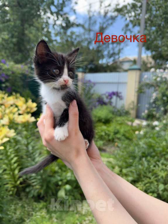Кошки в Пятигорске: Девочка в хорошие руки  Девочка, Бесплатно - фото 1