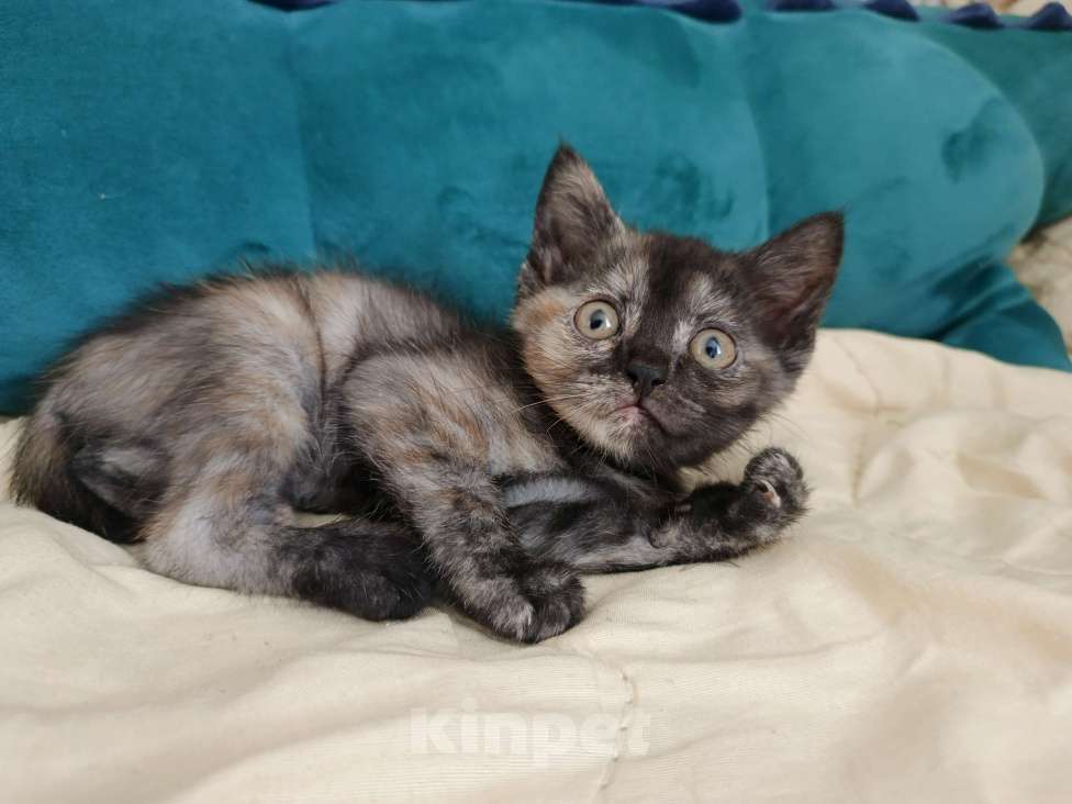 Кошки в Перми: Отдам котят в добрые руки Девочка, Бесплатно - фото 5