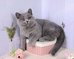 Кошки в Санкт-Петербурге: Британская кошечка классического голубого окраса Девочка, 5 000 руб. - фото 2