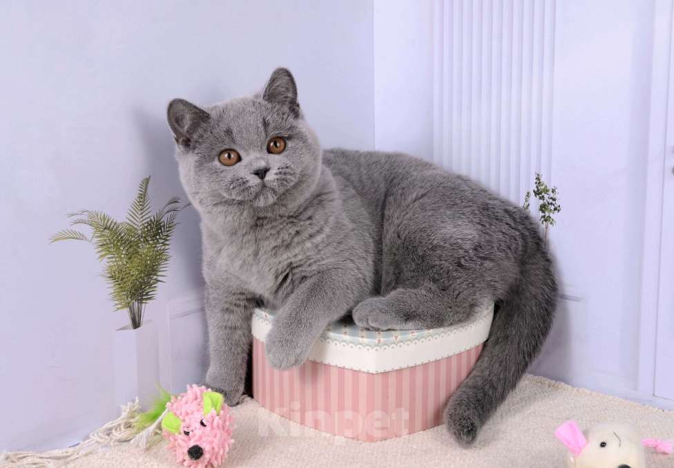 Кошки в Санкт-Петербурге: Британская кошечка классического голубого окраса Девочка, 5 000 руб. - фото 2