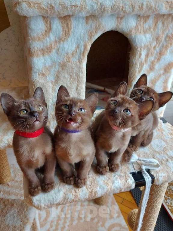 Кошки в Москве: Бурманские котята Девочка, 70 000 руб. - фото 6