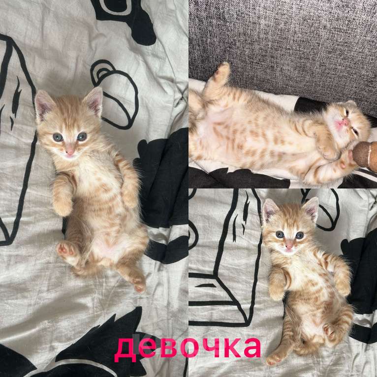 Кошки в Курске: Котенок Девочка, Бесплатно - фото 1