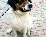 Собаки в Солнечногорске: Мартин 1,5 года ищет родителей  Мальчик, 100 руб. - фото 1