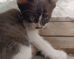 Кошки в Донецке: Котятки-ребятки ищут дом  Девочка, Бесплатно - фото 3