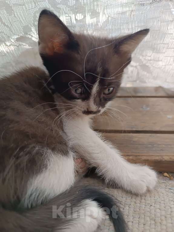 Кошки в Донецке: Котятки-ребятки ищут дом  Девочка, Бесплатно - фото 3