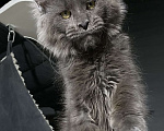 Кошки в Москве: Шикарный котик Мейн Кун Мальчик, 50 000 руб. - фото 3