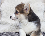 Собаки в Краснодаре: Вельш корги пемброк - шикарные щенки Мальчик, 55 000 руб. - фото 3