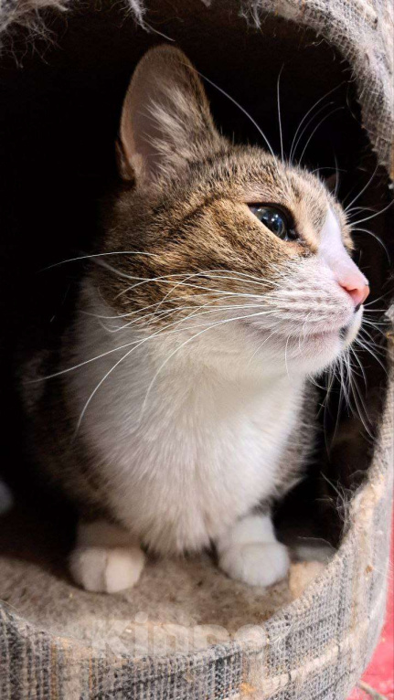 Кошки в Москве: Ласковая Люся ищет дом Девочка, Бесплатно - фото 4